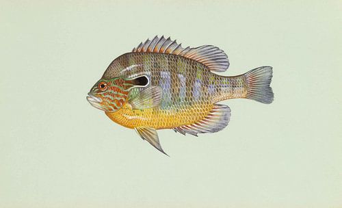 Longear sunfish