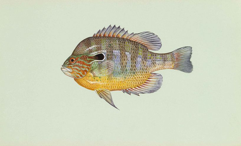 Longear sunfish by Fish and Wildlife