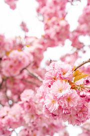 Blossom cherry blossom by Leo Schindzielorz