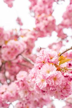 Blossom Cherry Blossom van Leo Schindzielorz