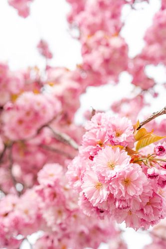 Blossom Cherry Blossom