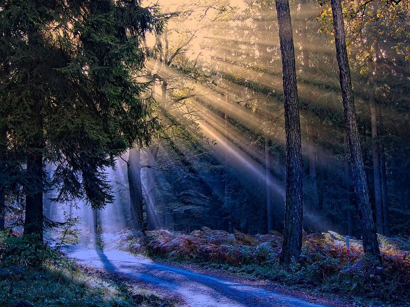 Nebelbrechende Sonnenkraft von Holger Felix