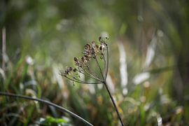 Natuur von Emma van Veldhuisen