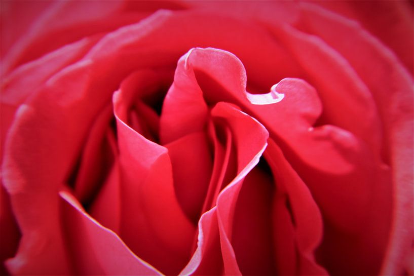 Rosa Labyrinth von Marije Zwart