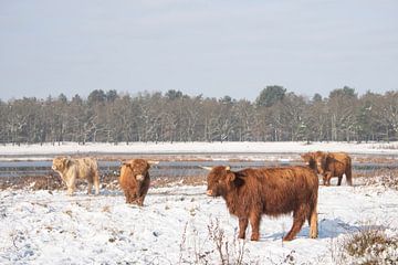 Schotse Hooglanders in de sneeuw... van Ans Bastiaanssen