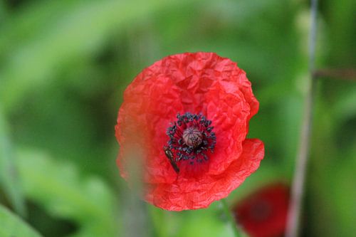 coquelicot