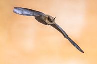 Fliegende Fledermaus auf hellem Hintergrund von Rudmer Zwerver Miniaturansicht