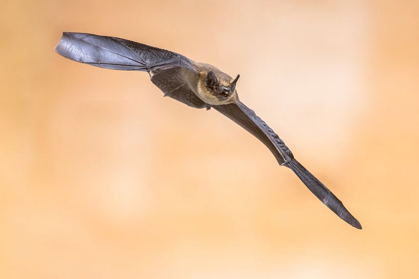 Fliegende Fledermaus auf hellem Hintergrund von Rudmer Zwerver