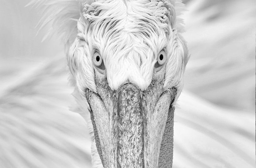 Krauskopfpelikan Porträt (einfarbig) von Harry Eggens