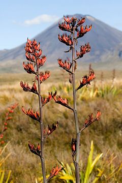 Tongariro by Patrick Nieuwenburg