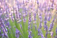 Lavender by Elles Rijsdijk thumbnail