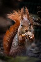 Squirrel feasts on its walnut