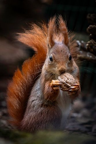 Eichhörnchen labt sich an seiner Walnuss