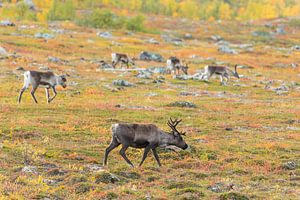 Rentierherde beim Abisko Nationalpark im farbenfrohen Herbst Lapplands.