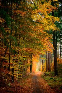 Pad door een donker beukenbos in de herfst van Sjoerd van der Wal Fotografie