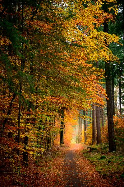Chemin à travers une forêt de hêtres à l'automne par Sjoerd van der Wal Photographie
