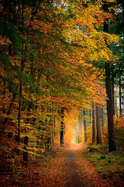 Pfad durch einen Buchenwald im Herbst von Sjoerd van der Wal Fotografie
