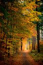 Chemin à travers une forêt de hêtres à l'automne par Sjoerd van der Wal Photographie Aperçu
