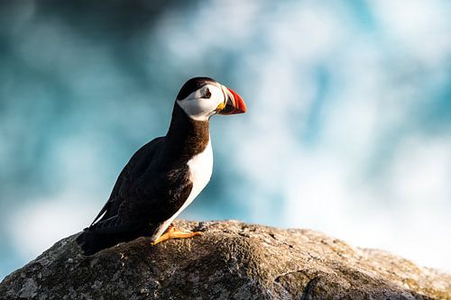 Papegaaiduikers aan zee