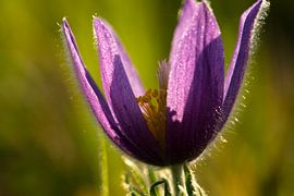 Zarte Wildblume im Gegenlicht - Kuhschelle auf dem Filsberg von Fototante