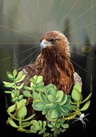 Buizerd