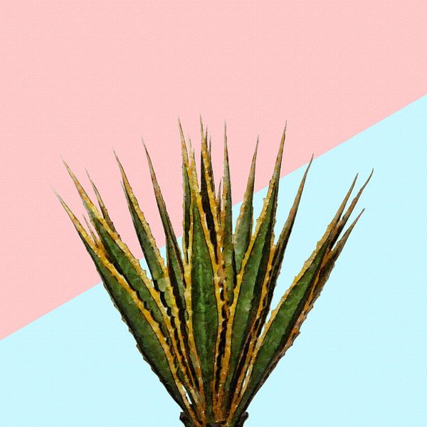 Agave 01 von amini54 