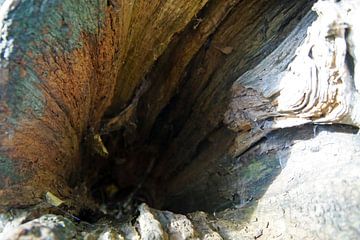 in der Höhle des Baumes von wil spijker