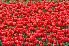 Farbenpracht von Truckpowerr