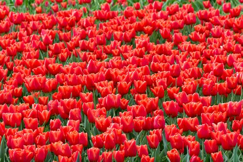 Kleuren rijkdom