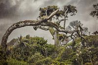 Dramatischer Baum
