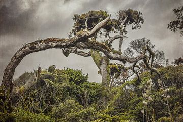 Arbre dramatique sur Marina de Wit