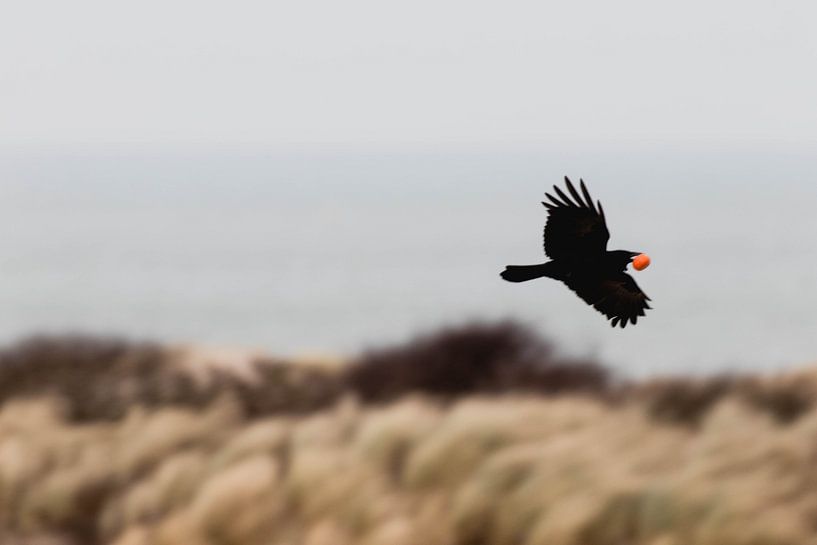 Corbeau à la mandarine dans le parc Westduin par Anne Zwagers