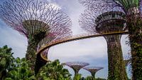 Supertree Grove - Singapore van Raymond Gerritsen thumbnail