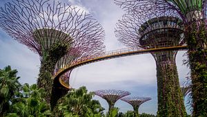 Supertree Grove - Singapore