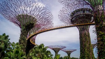 Supertree Grove - Singapore von Raymond Gerritsen
