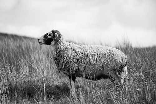 Schaap in Yorkshire
