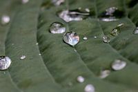 Druppels op hosta