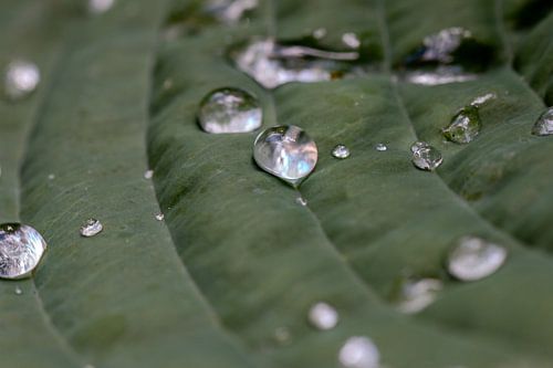 Druppels op hosta