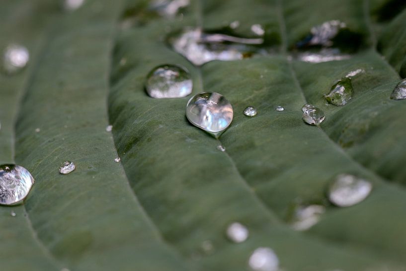 Druppels op hosta van Bas Nieuwenhuijsen