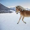 Pferd im Schnee in Österreich von Janny Beimers