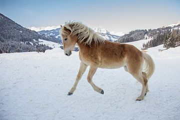 Paard in de sneeuw in Oostenrijk van Janny Beimers