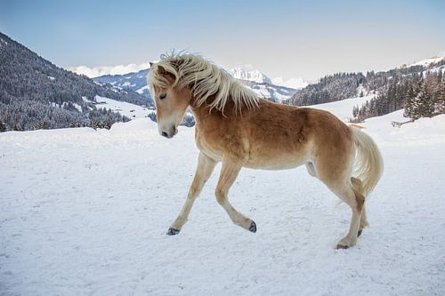 Paard in de sneeuw in Oostenrijk