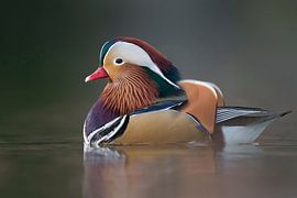 Mandarin Duck ( Aix galericulata ), colorful drake in breeding dress, swims close, windstill day, in