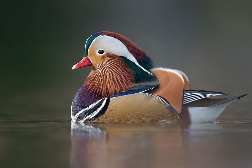 Mandarinente ( Aix galericulata ), farbenfroher Erpel im Prachtkleid, seitliche Ansicht, schönes Lic par wunderbare Erde