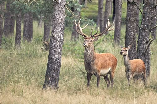 Edelherten van Jeannette Penris