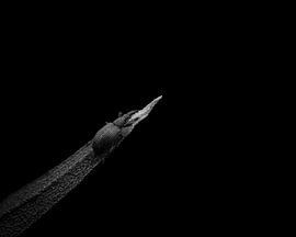 Beetle on leaf by Luis Boullosa