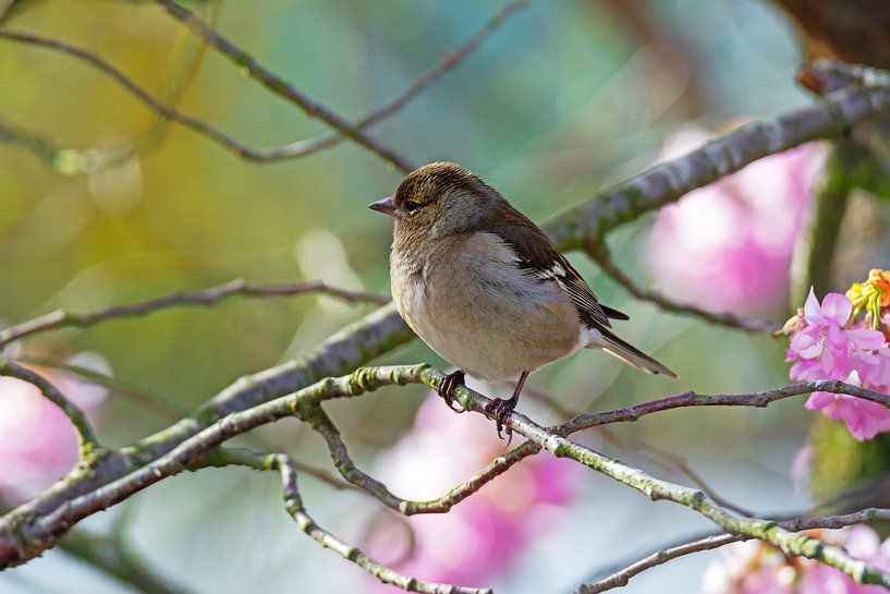 Buchfink Weibchen von ManfredFotos