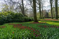 Dieppaarse kleur tulpen bloeien op