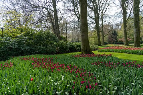 Tief lila Farbe Tulpen blühen