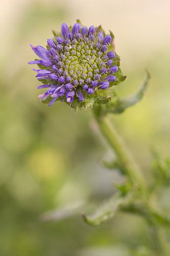 Macro picture of the sand blue half in bud
